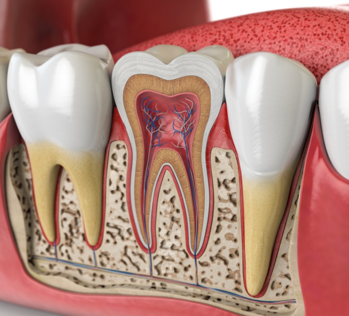 Illustration of the inner layers of a tooth